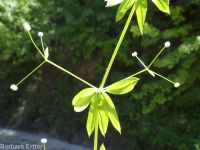 fragrant bedstraw (<em>Galium triflorum</em>)