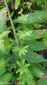 fragrant bedstraw (<em>Galium triflorum</em>)