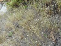 spreading or large-flowered groundsmoke (<em>Gayophytum diffusum ssp. diffusum</em>)