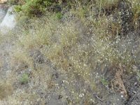 spreading or large-flowered groundsmoke (<em>Gayophytum diffusum ssp. diffusum</em>)
