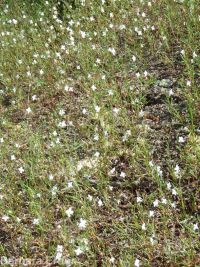 spreading or large-flowered groundsmoke (<em>Gayophytum diffusum ssp. diffusum</em>)