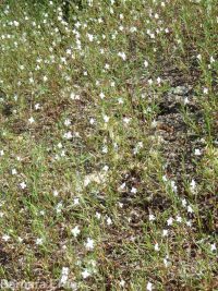 spreading or large-flowered groundsmoke (<em>Gayophytum diffusum ssp. diffusum</em>)