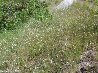 spreading or large-flowered groundsmoke (<em>Gayophytum diffusum ssp. diffusum</em>)