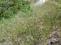 spreading or large-flowered groundsmoke (<em>Gayophytum diffusum ssp. diffusum</em>)