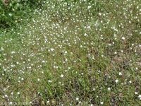 spreading or large-flowered groundsmoke (<em>Gayophytum diffusum ssp. diffusum</em>)