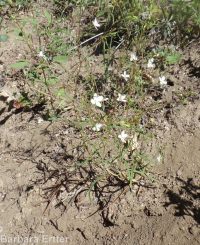 spreading or large-flowered groundsmoke (<em>Gayophytum diffusum ssp. diffusum</em>)