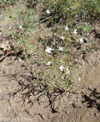 spreading or large-flowered groundsmoke (<em>Gayophytum diffusum ssp. diffusum</em>)