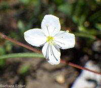 spreading or large-flowered groundsmoke (<em>Gayophytum diffusum ssp. diffusum</em>)