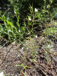 spreading or large-flowered groundsmoke (<em>Gayophytum diffusum ssp. diffusum</em>)
