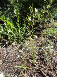 spreading or large-flowered groundsmoke (<em>Gayophytum diffusum ssp. diffusum</em>)