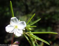 spreading or large-flowered groundsmoke (<em>Gayophytum diffusum ssp. diffusum</em>)