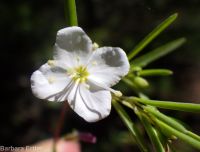 spreading or large-flowered groundsmoke (<em>Gayophytum diffusum ssp. diffusum</em>)
