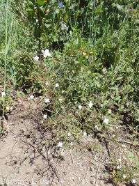 spreading or large-flowered groundsmoke (<em>Gayophytum diffusum ssp. diffusum</em>)