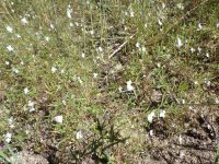 spreading or large-flowered groundsmoke (<em>Gayophytum diffusum ssp. diffusum</em>)