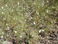 spreading or large-flowered groundsmoke (<em>Gayophytum diffusum ssp. diffusum</em>)