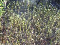 spreading or large-flowered groundsmoke (<em>Gayophytum diffusum ssp. diffusum</em>)