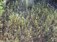 spreading or large-flowered groundsmoke (<em>Gayophytum diffusum ssp. diffusum</em>)