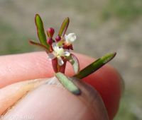 racemed or Blackfoot groundsmoke (<em>Gayophytum racemosum</em>)