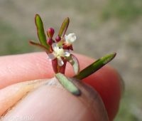 racemed or Blackfoot groundsmoke (<em>Gayophytum racemosum</em>)