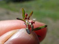 racemed or Blackfoot groundsmoke (<em>Gayophytum racemosum</em>)