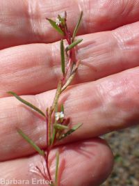 racemed or Blackfoot groundsmoke (<em>Gayophytum racemosum</em>)