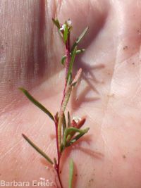 racemed or Blackfoot groundsmoke (<em>Gayophytum racemosum</em>)