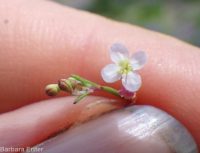 hairstem groundsmoke (<em>Gayophytum ramosissimum</em>)