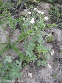 sticky geranium (<em>Geranium viscosissimum</em>)