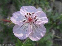 sticky geranium (<em>Geranium viscosissimum</em>)