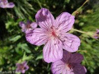 sticky geranium (<em>Geranium viscosissimum</em>)