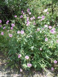 sticky geranium (<em>Geranium viscosissimum</em>)