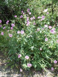 sticky geranium (<em>Geranium viscosissimum</em>)