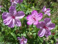 sticky geranium (<em>Geranium viscosissimum</em>)
