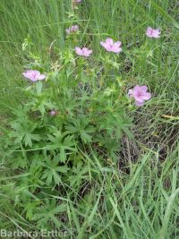 sticky geranium (<em>Geranium viscosissimum</em>)