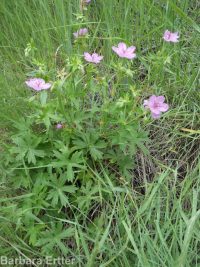 sticky geranium (<em>Geranium viscosissimum</em>)