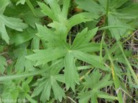 sticky geranium (<em>Geranium viscosissimum</em>)