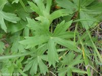 sticky geranium (<em>Geranium viscosissimum</em>)