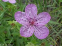 sticky geranium (<em>Geranium viscosissimum</em>)