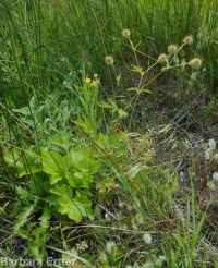 yellow avens (<em>Geum aleppicum</em>)