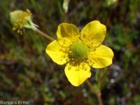 yellow avens (<em>Geum aleppicum</em>)