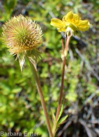 yellow avens (<em>Geum aleppicum</em>)