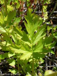 yellow avens (<em>Geum aleppicum</em>)
