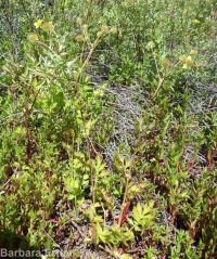 yellow avens (<em>Geum aleppicum</em>)
