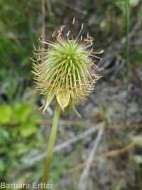 yellow avens (<em>Geum aleppicum</em>)