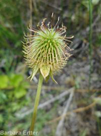 yellow avens (<em>Geum aleppicum</em>)