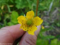 yellow avens (<em>Geum aleppicum</em>)