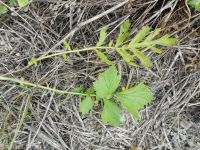 yellow avens (<em>Geum aleppicum</em>)