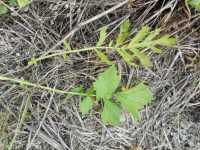 yellow avens (<em>Geum aleppicum</em>)