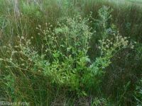 yellow avens (<em>Geum aleppicum</em>)