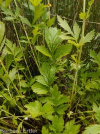 yellow avens (<em>Geum aleppicum</em>)